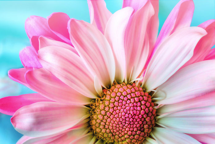 flower flower