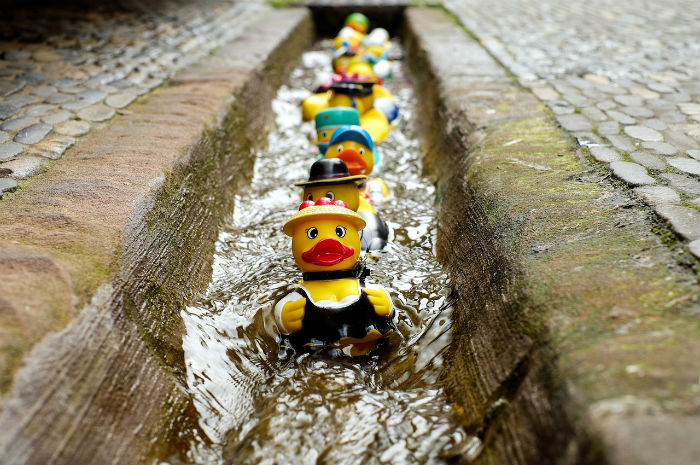 duck race duck race