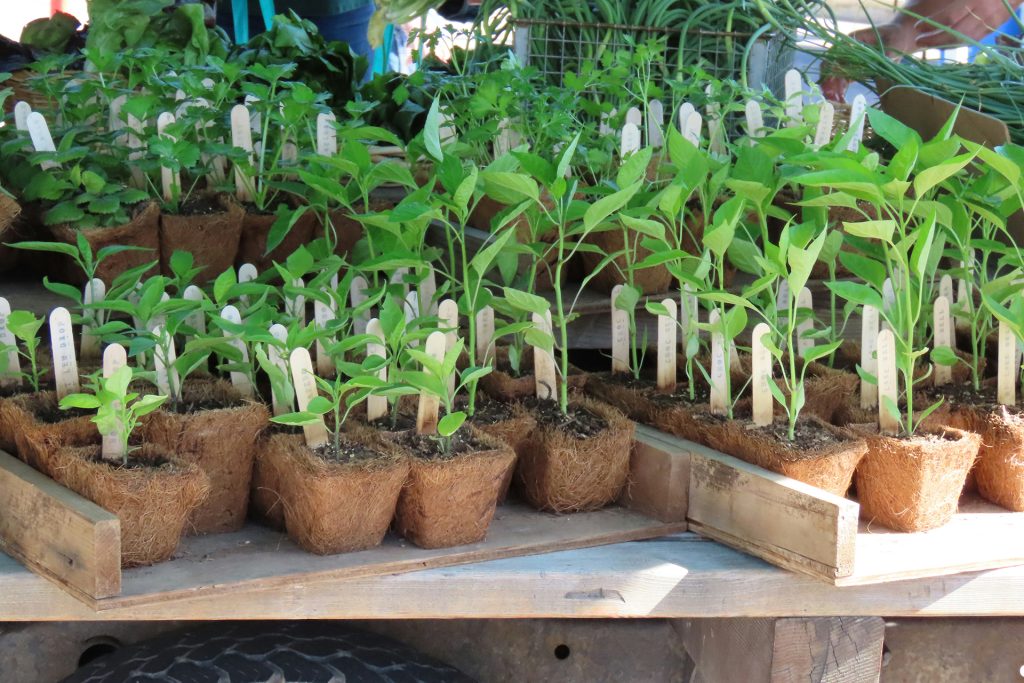 Plant Sale Fundraiser