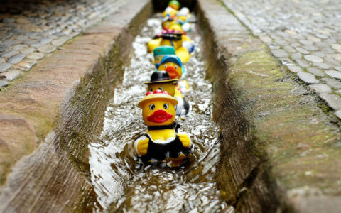 duck race