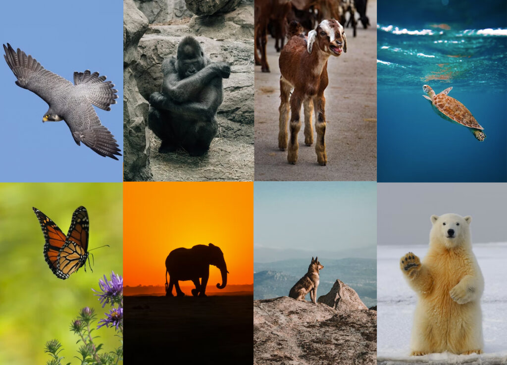 top animal nonprofits