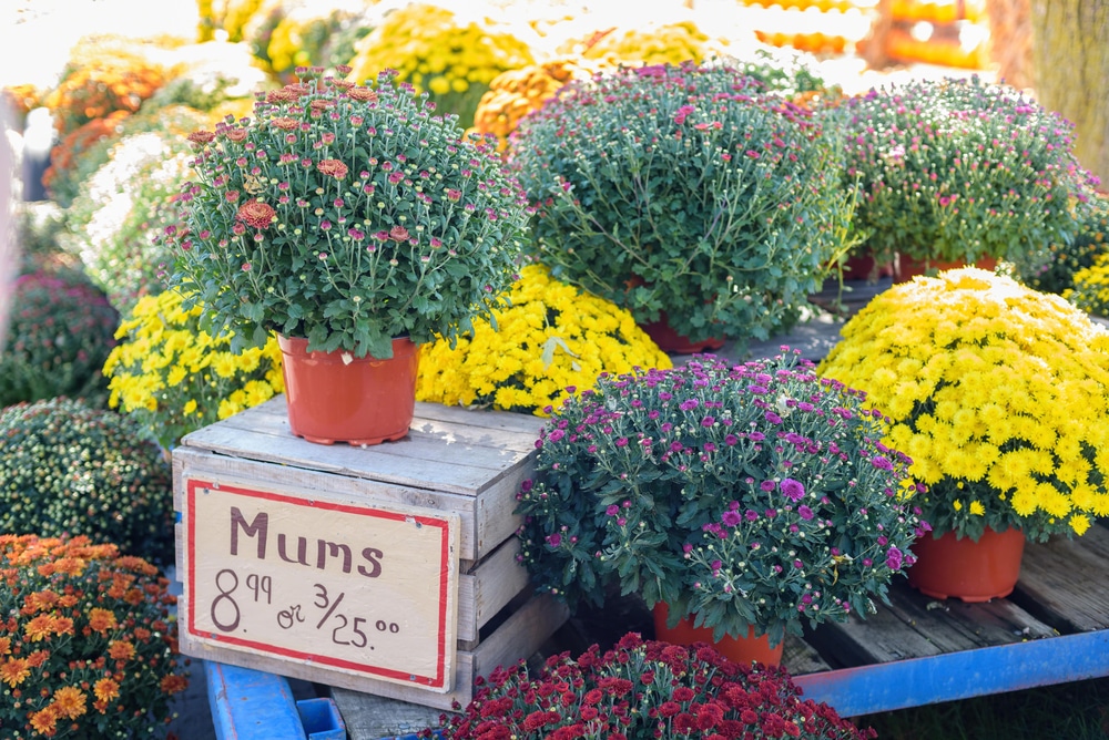 fall mum sale school fundraiser