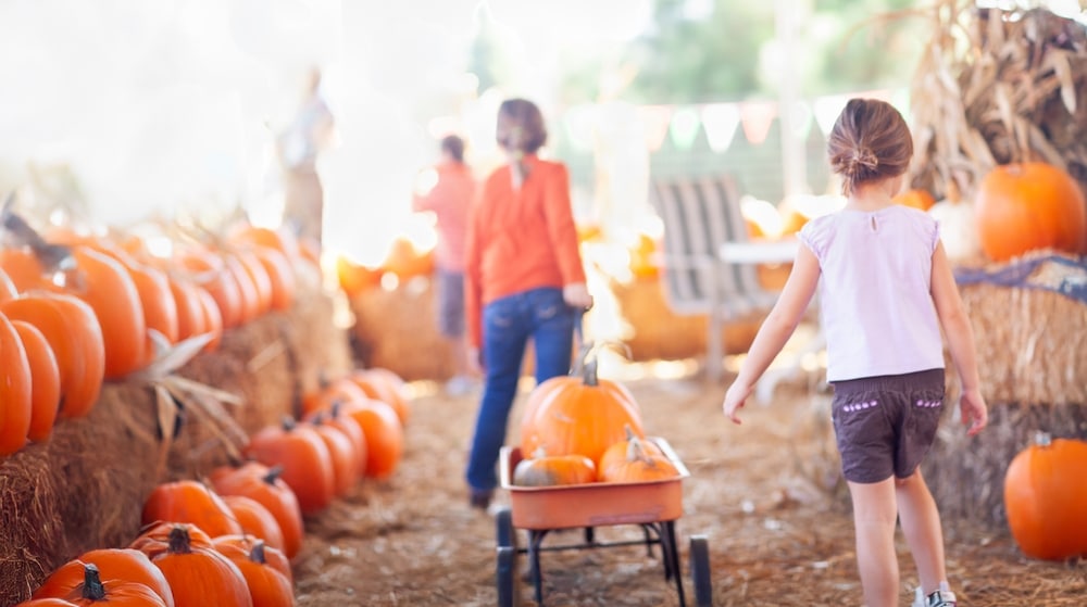 pumpkin patch fall school group fundraiser idea